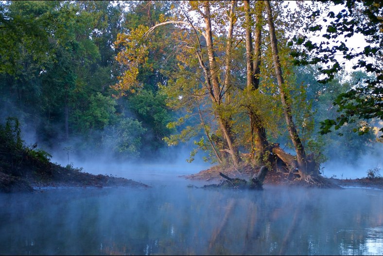 Trees, water and fog in DC